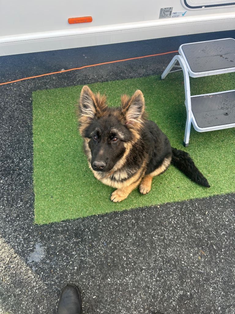 Long haired German Shepard 