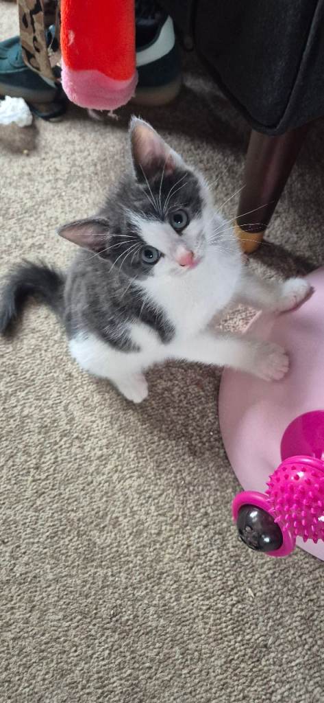 Kittens 