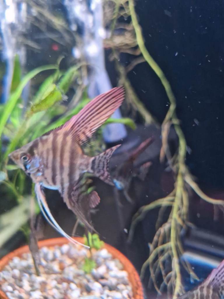 Selling adult and baby angel fish