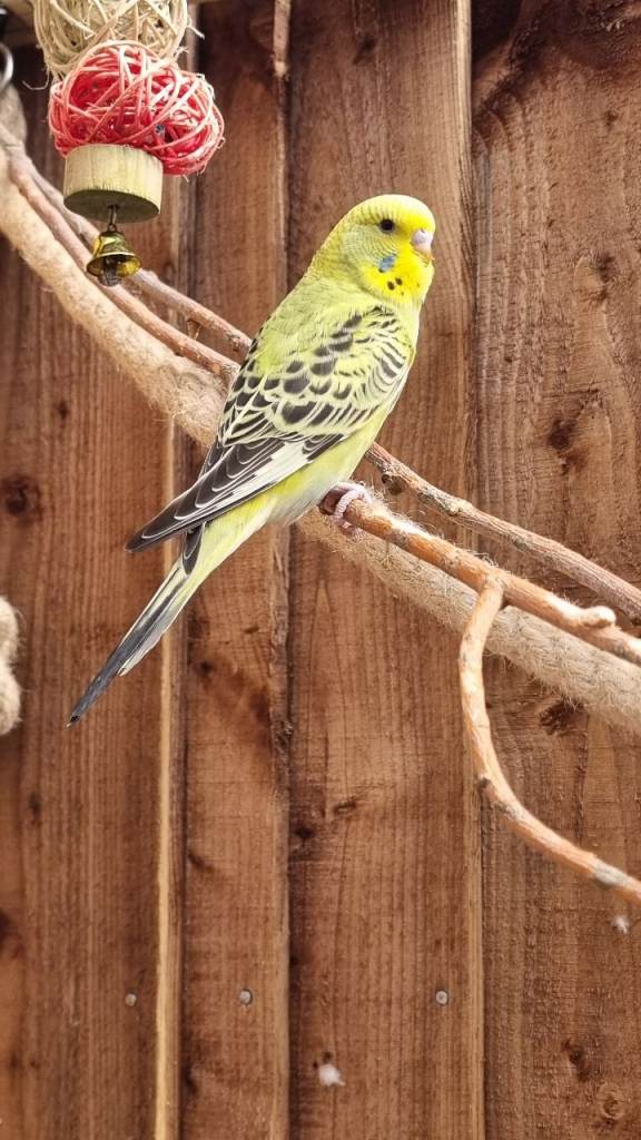Budgies for sale 