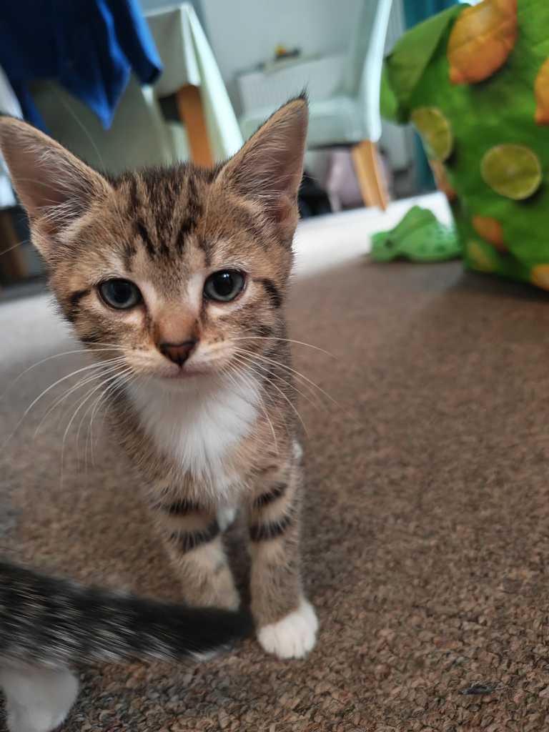 3 kittens for sale