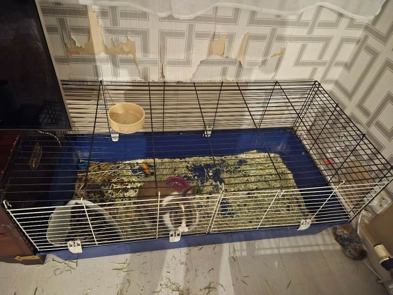 Rabbit cage