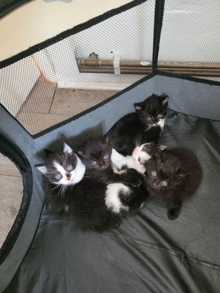 5 beautiful kittens for sale