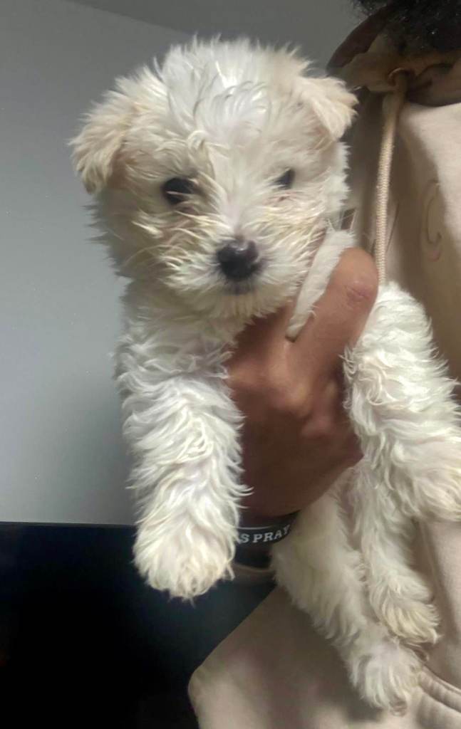 Beautiful Maltese & Silky Terrier Puppies