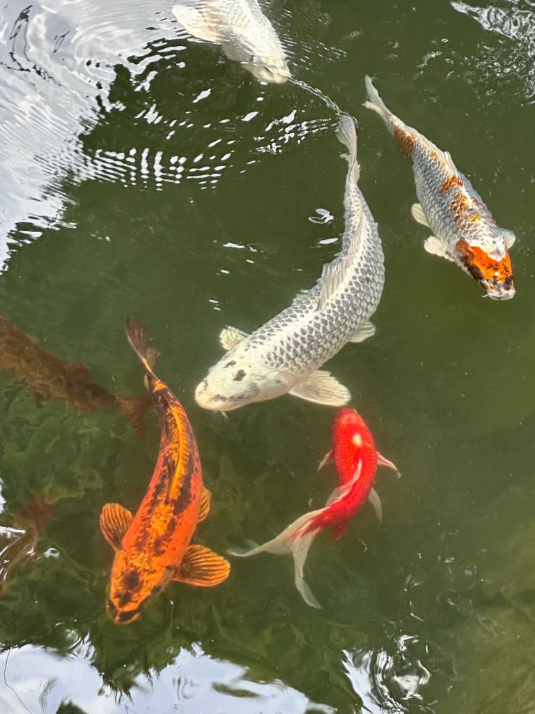 Koi/ghost koi