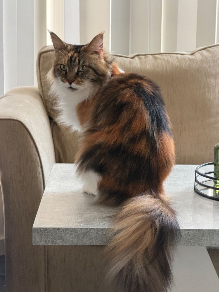 Gorgeous female Mainecoon tri coloured 