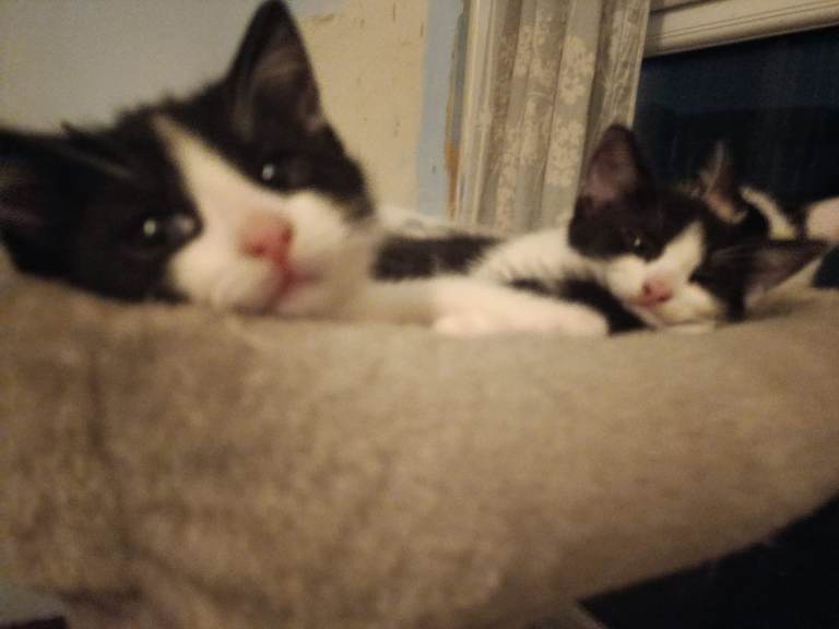9 week old kittens ready for forever home 