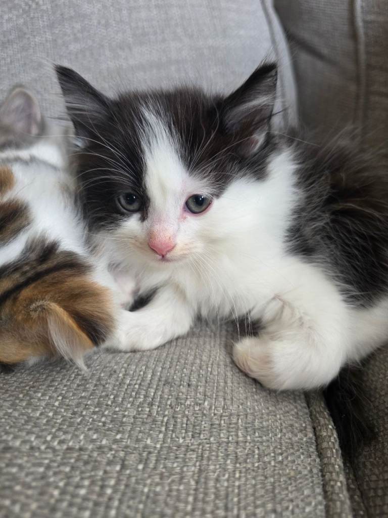 Ragdoll X kittens Ready to leave Now