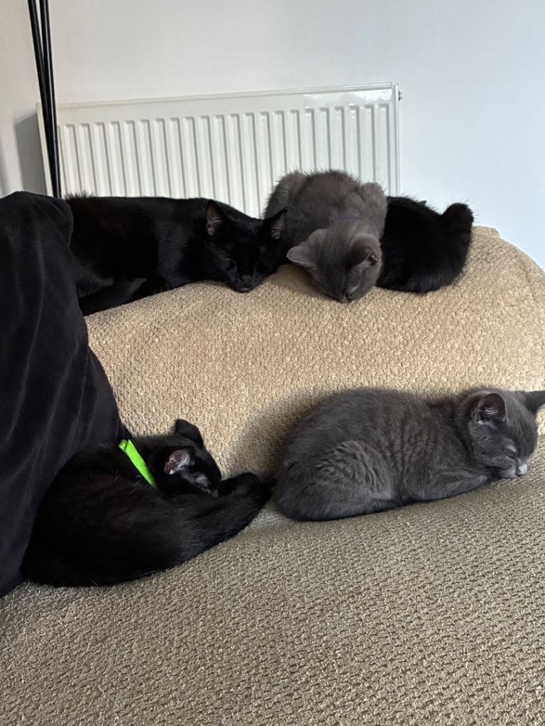 Short haired kittens 