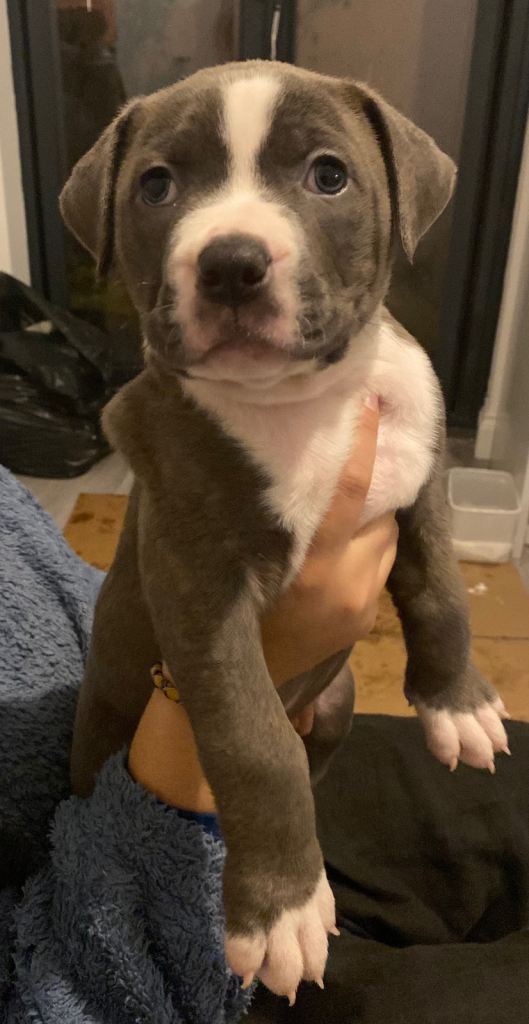 Beautiful Scott American Bulldog x Staffy