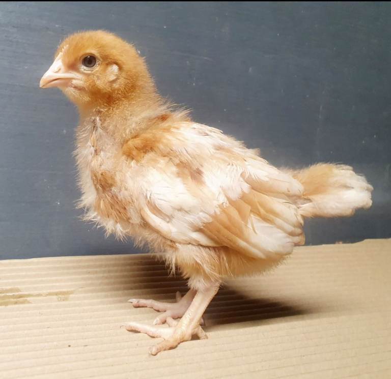 Female chicks chickens hens