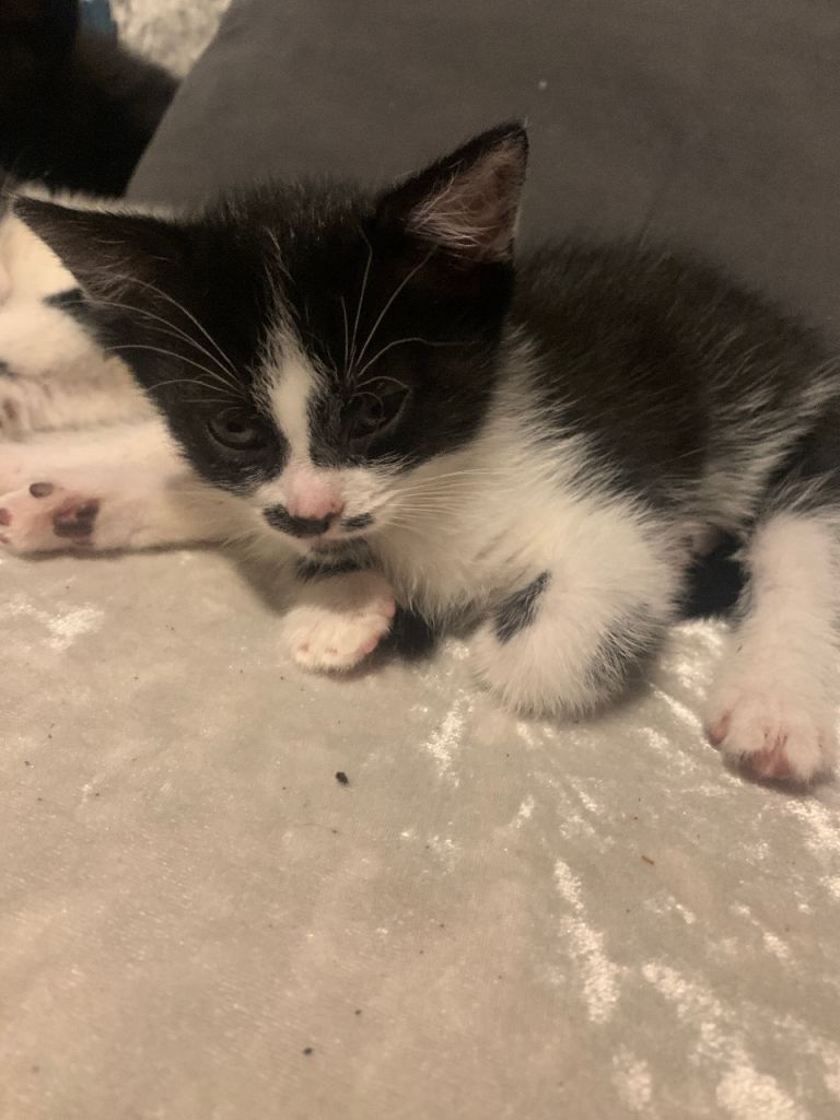 Kittens for sale 