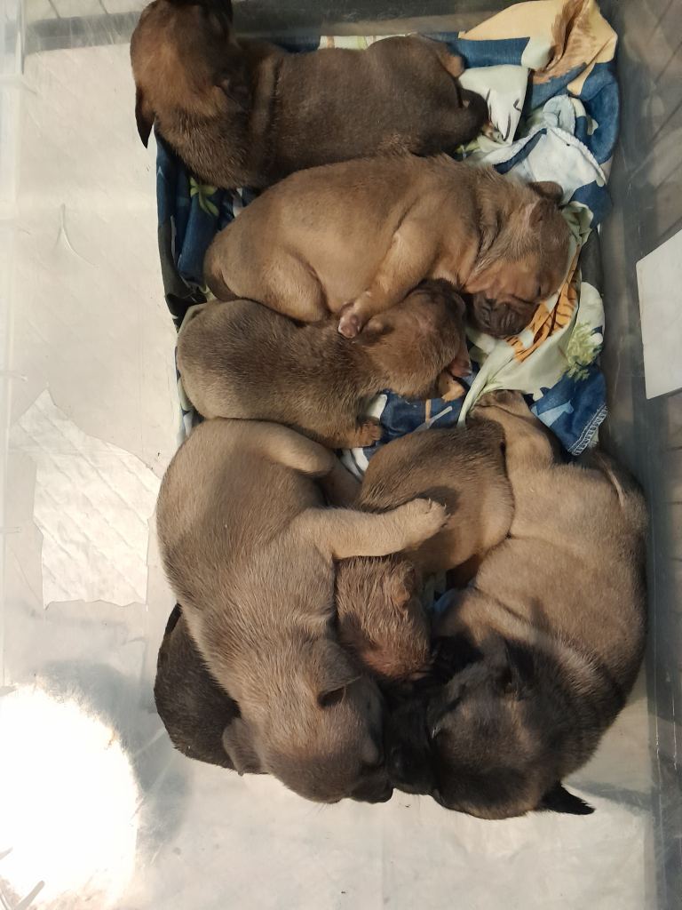French bulldog x pups 