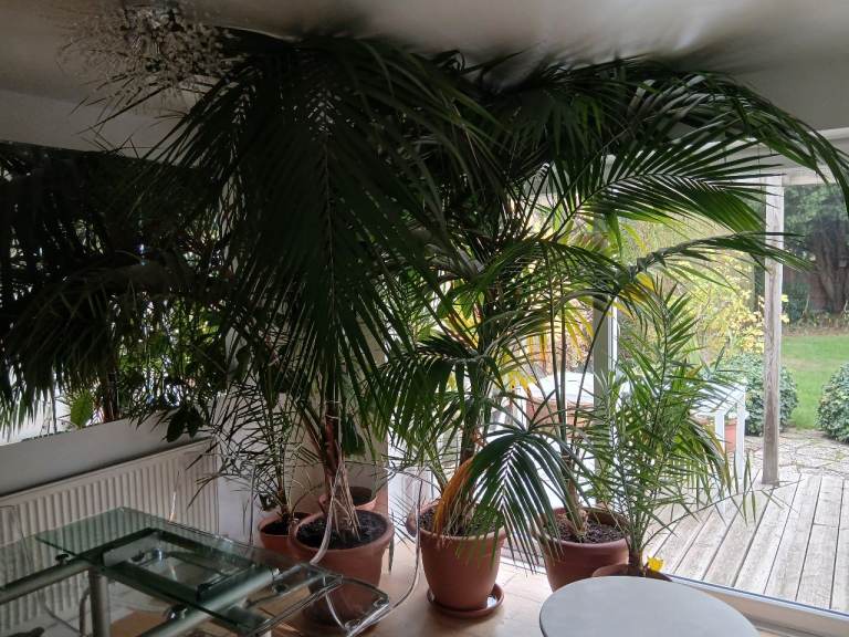 Large indoor Kentia Plant