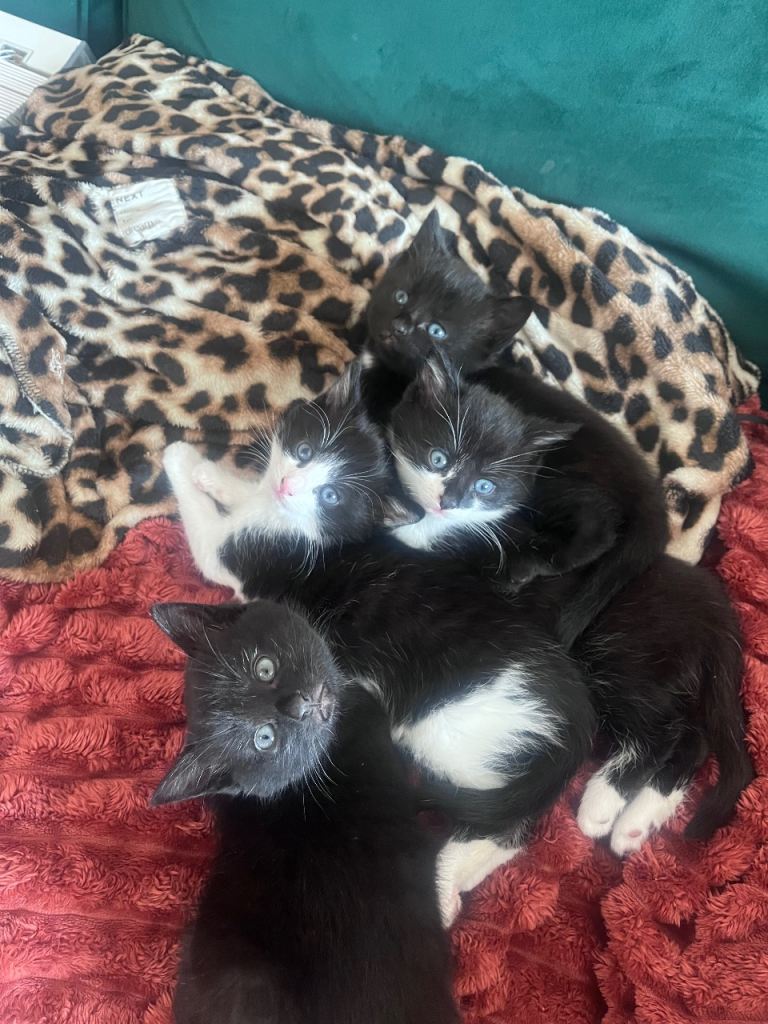 Kittens - Black and White