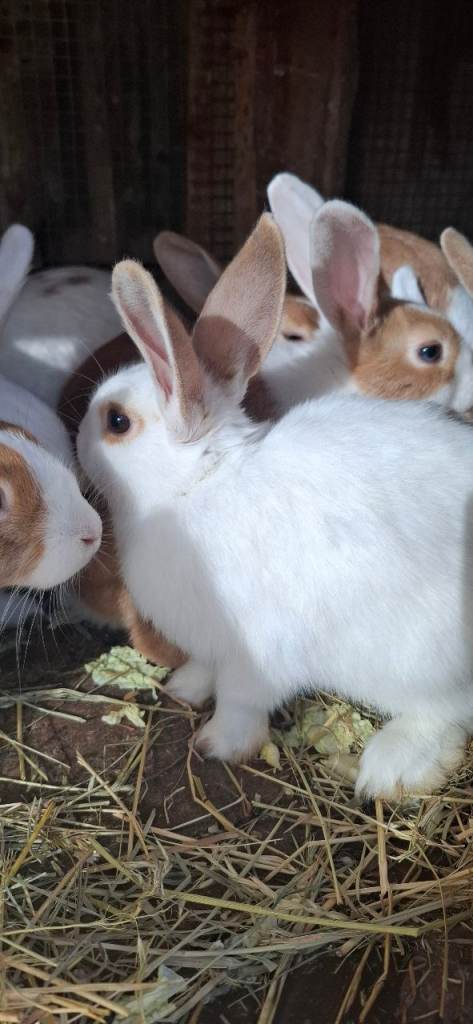 Beautiful rabbits are Sale 