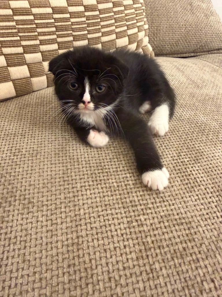 Kitten’s for sale 