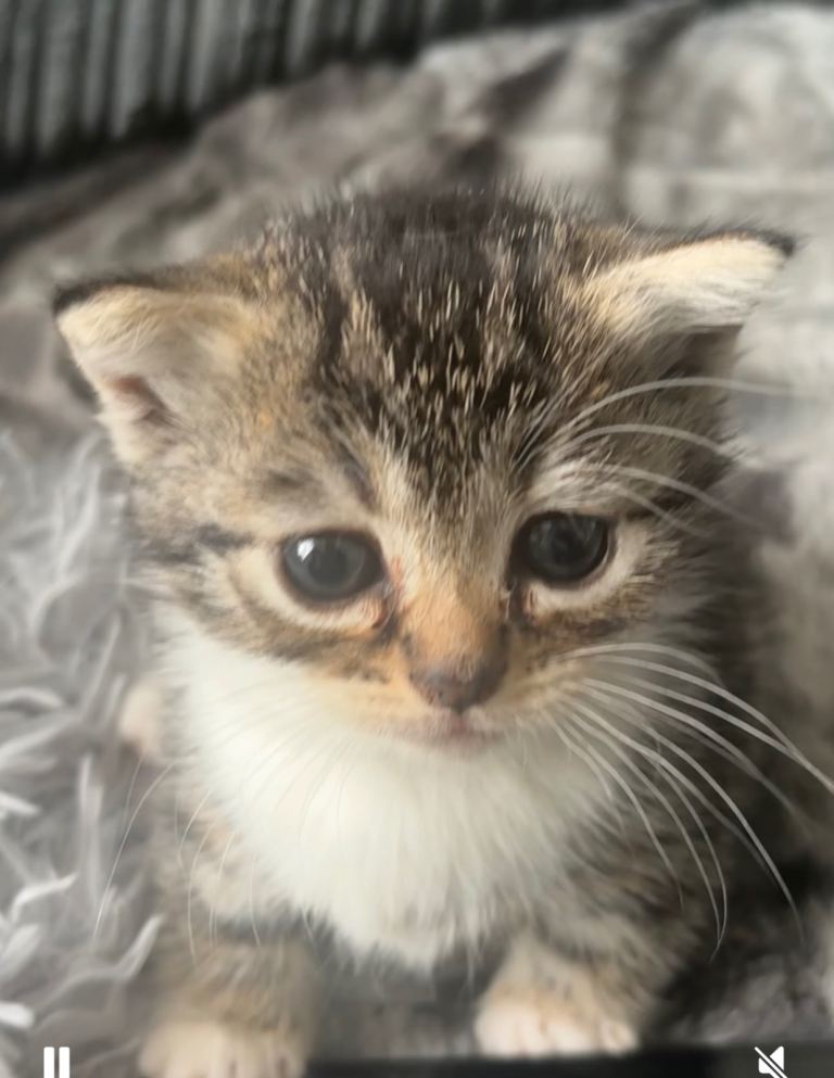 Tabby mix Maine coon kittens 2 boys left 