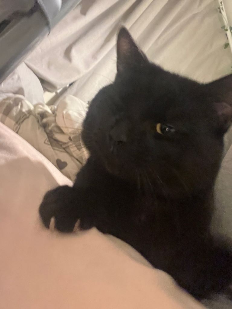 male cuddly black cat for sale