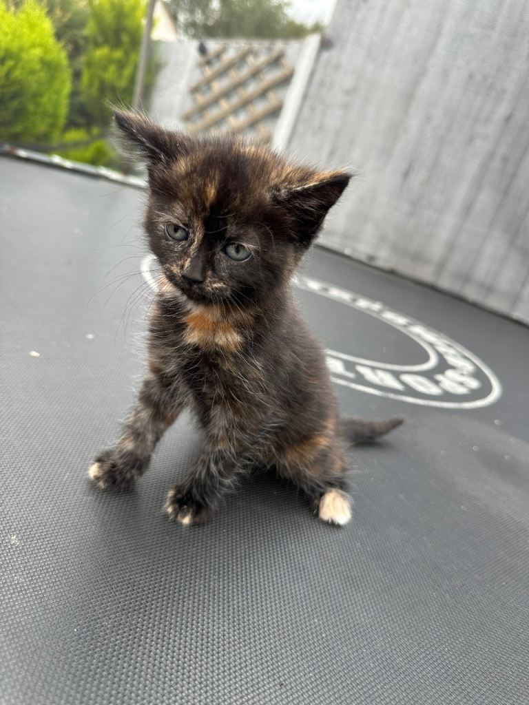 Adorable kitten for sale