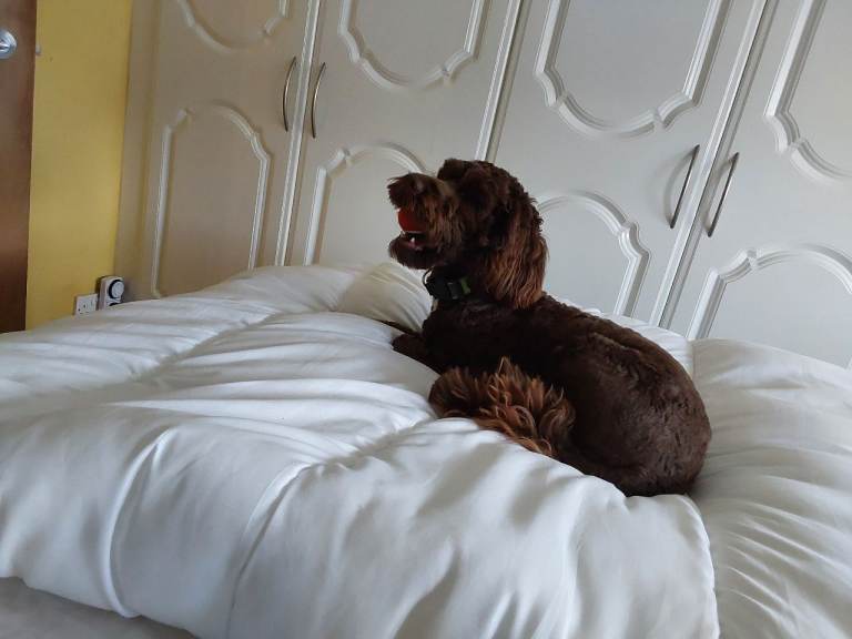 Alfie 