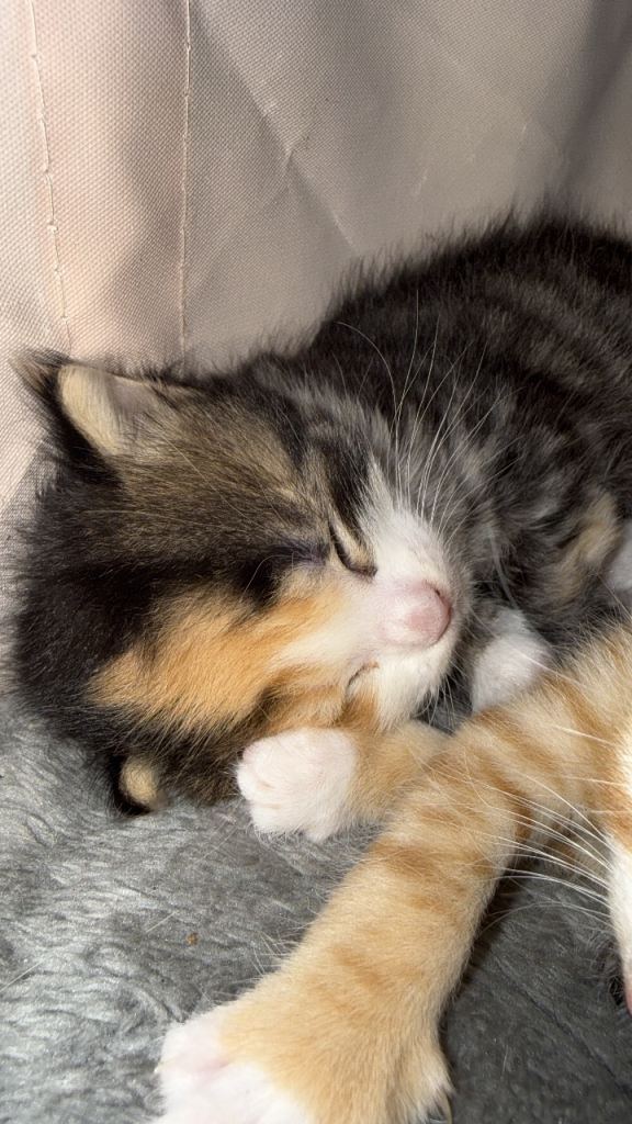 Bengal / mixed breed 