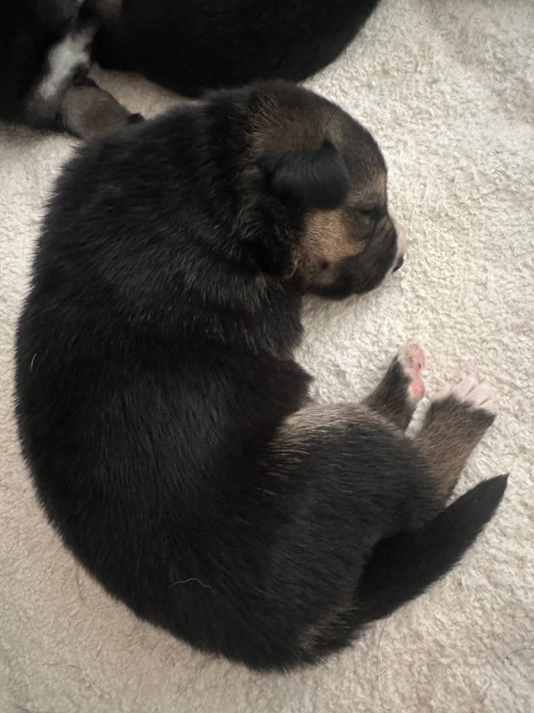 25% border collie & 75% German shepherd -pups