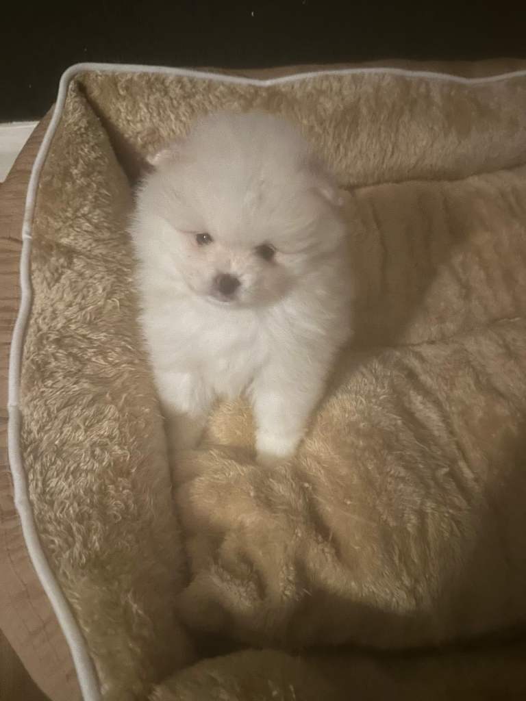 Last 2 girls left Pomeranian puppies 