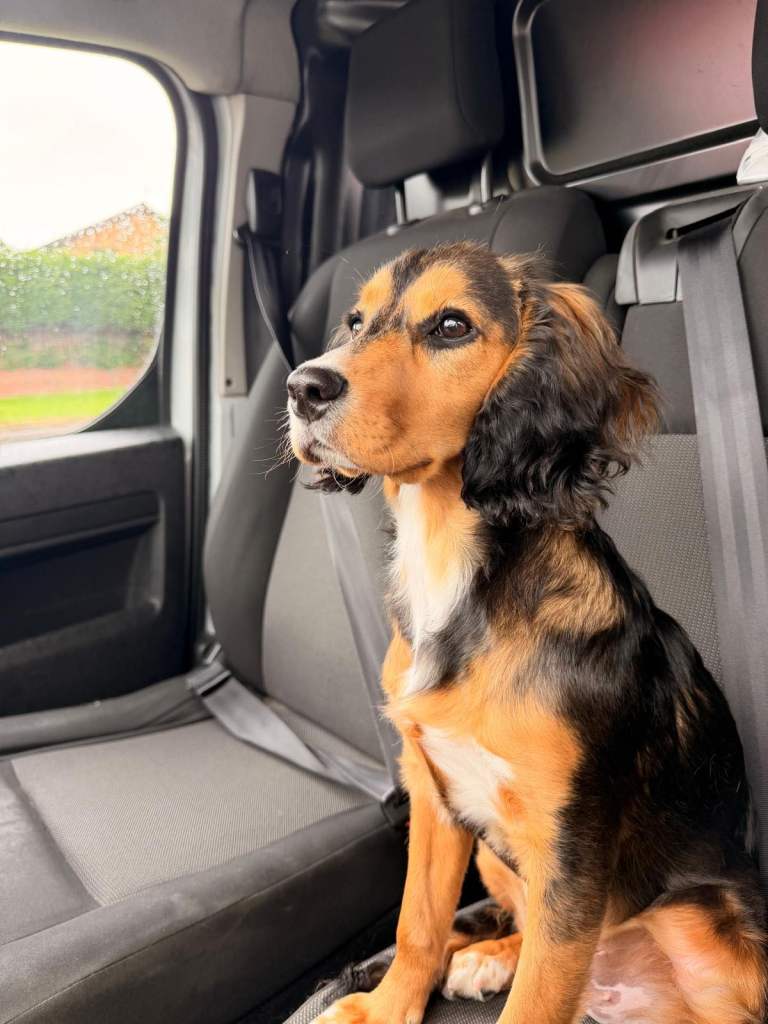 8 month old cocker spaniel 