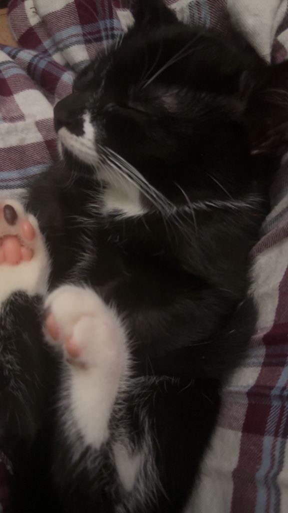 kitten for salw