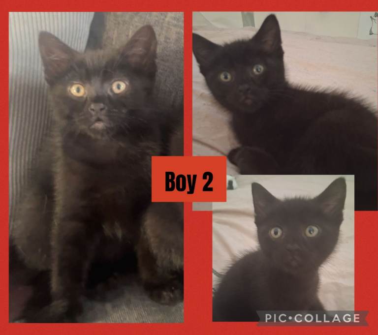 1 Beautiful Boy kitten left