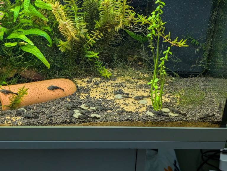 25-30 Bristlenose Catfish (8 weeks old)