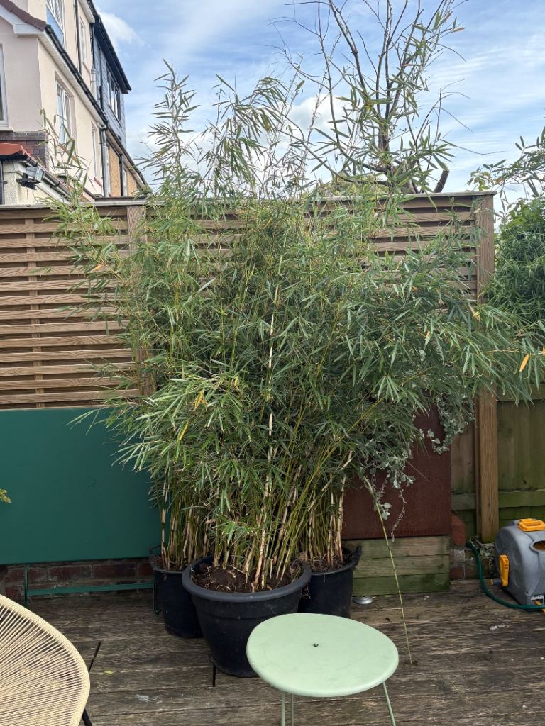 2 fargesia Campbell bamboos