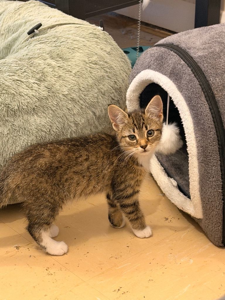 Female kitten 