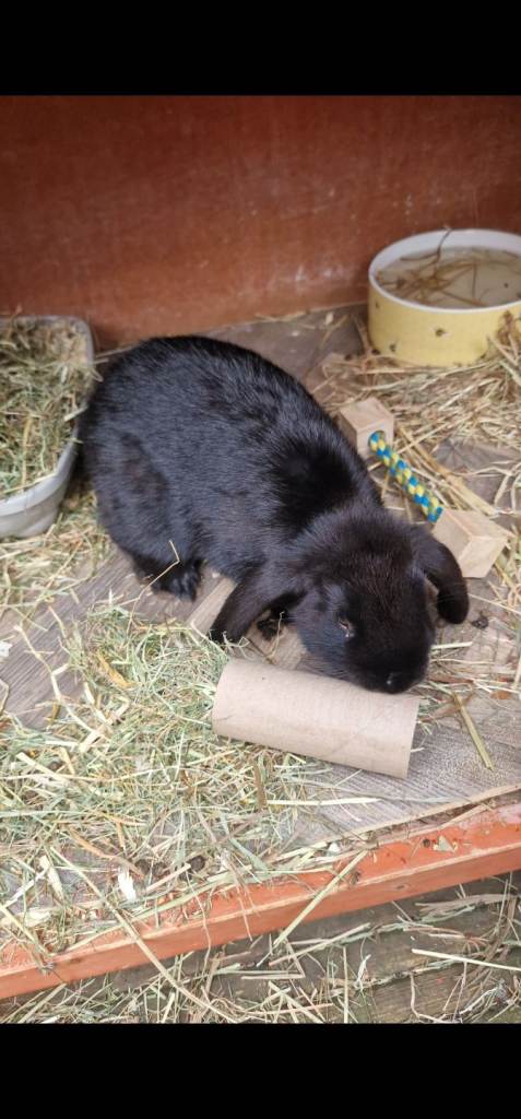 Mini lop 