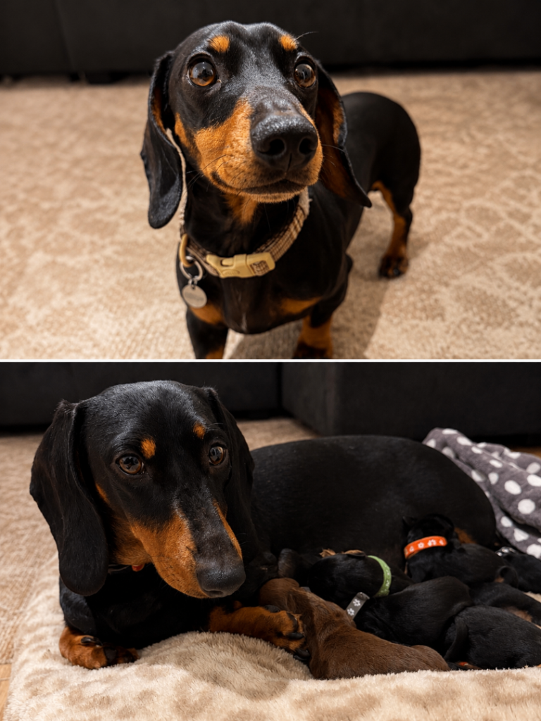 Stunning Home-Raised Miniature Dachshund Puppies – Black & Tan & Chocolate – Ready to Reserve