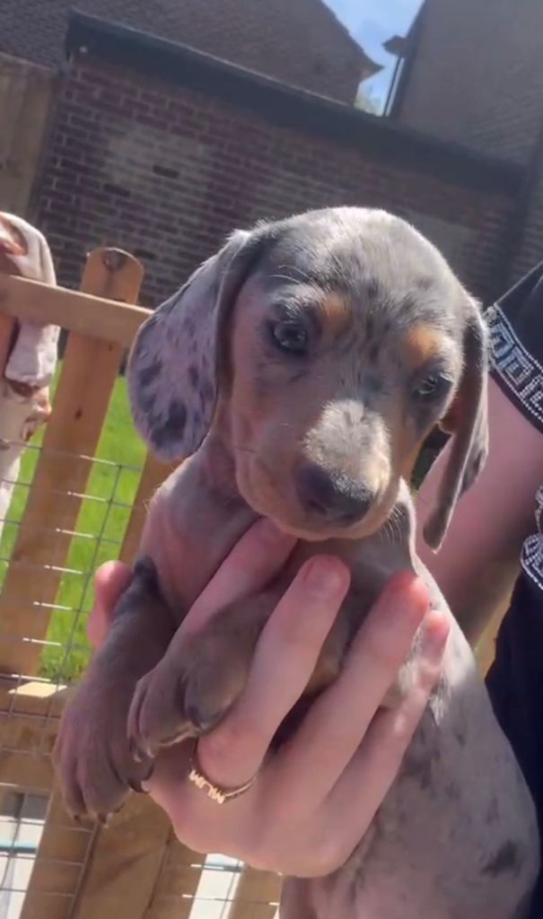 Lovely Miniature Dachshund Puppy’s Ready For Loving Homes Now