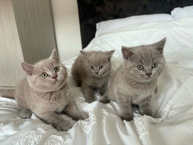 British Short Hair Kittens 