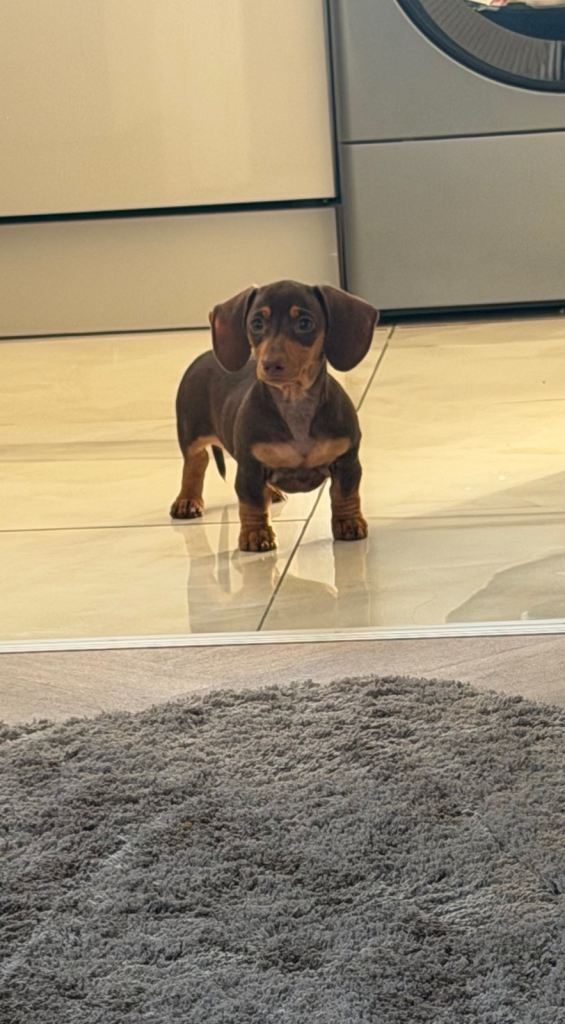 Miniature dachshund 