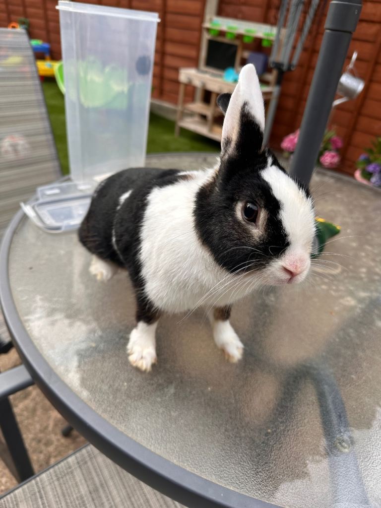  bunny 