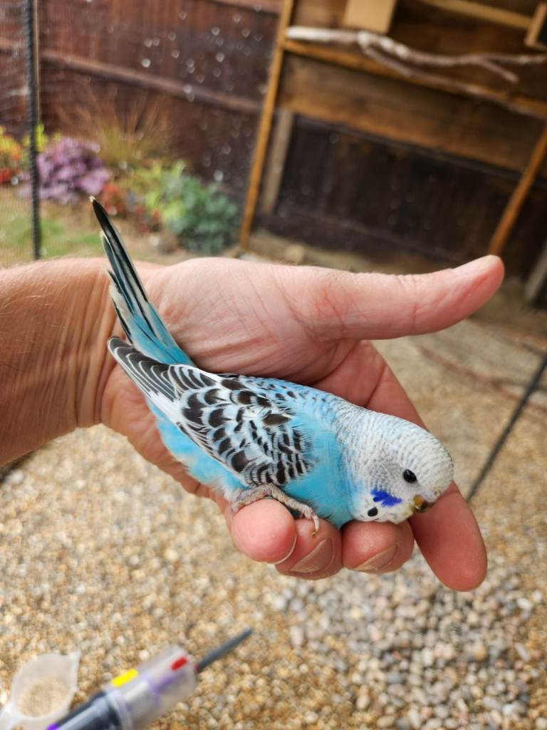 Budgies for sale