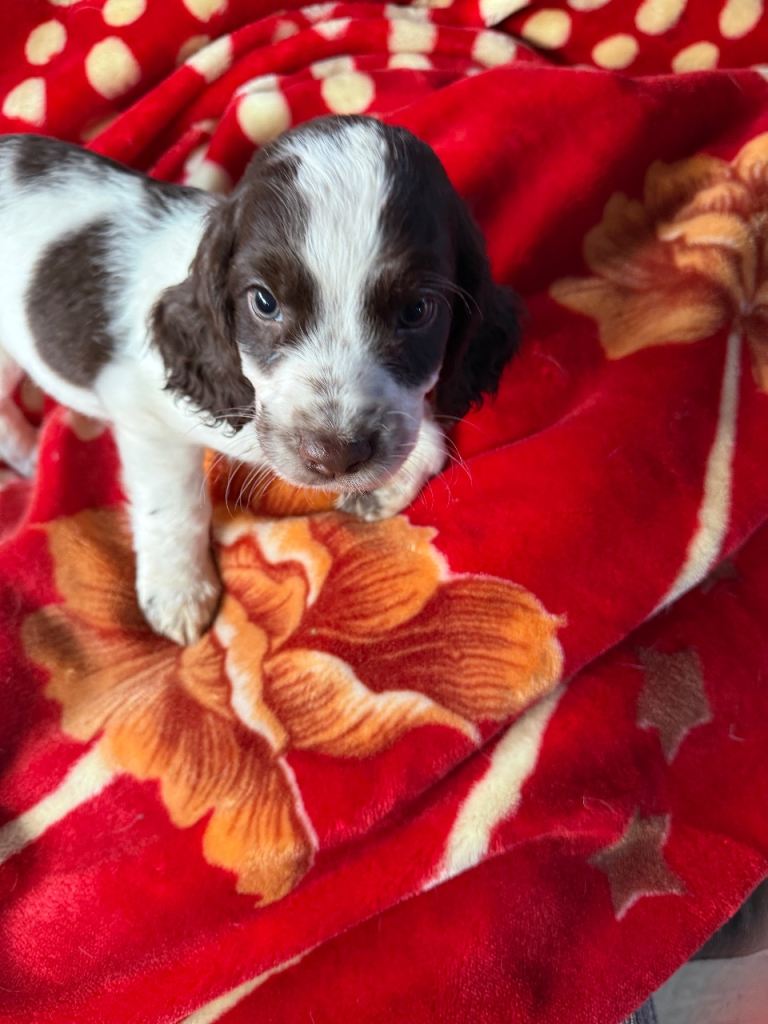 cocker poo x cocker spaniel puppies - 4 boys looking for loving homes ...