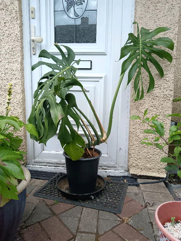 Cheese plant 