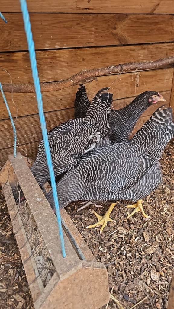 Plymouth rock hens for sale
