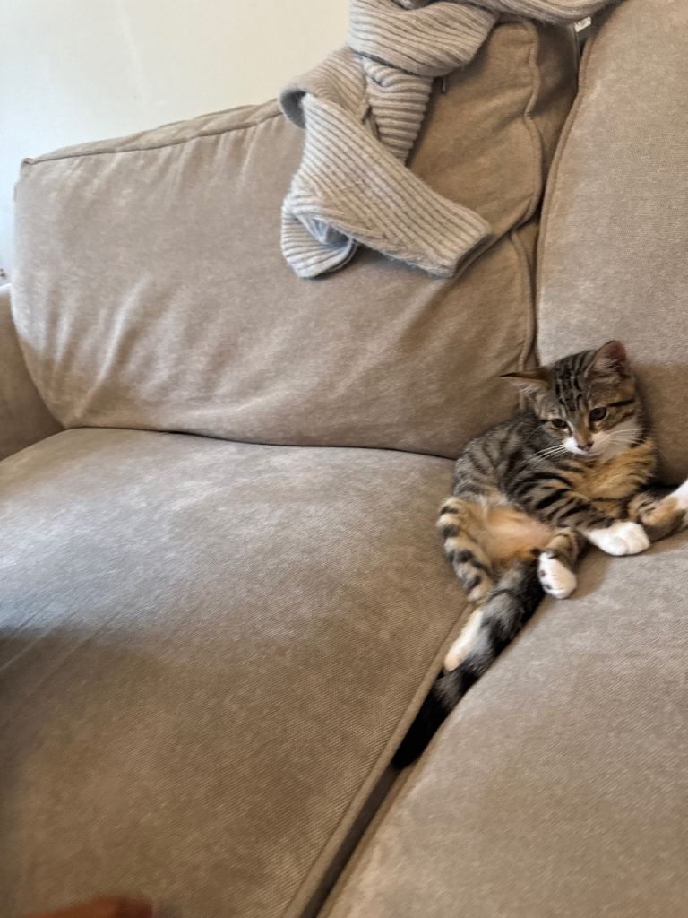 Tabby kitten for sale 