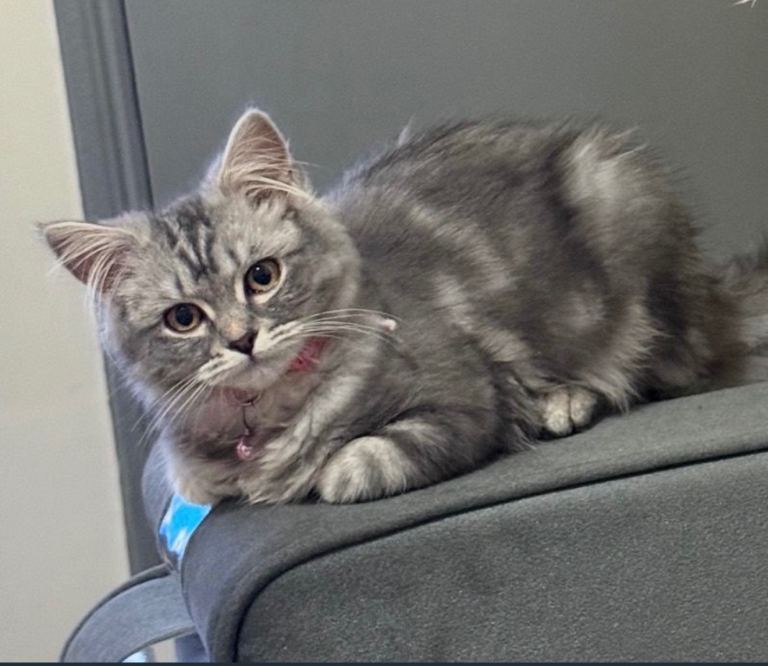 My lovely friend for sale 🥺