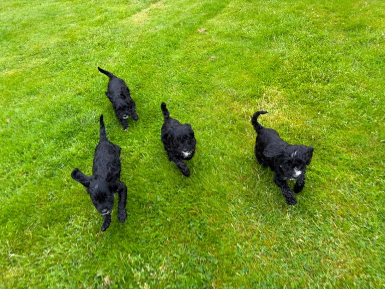 F1 Cockapoo puppies - ready this weekend 😍