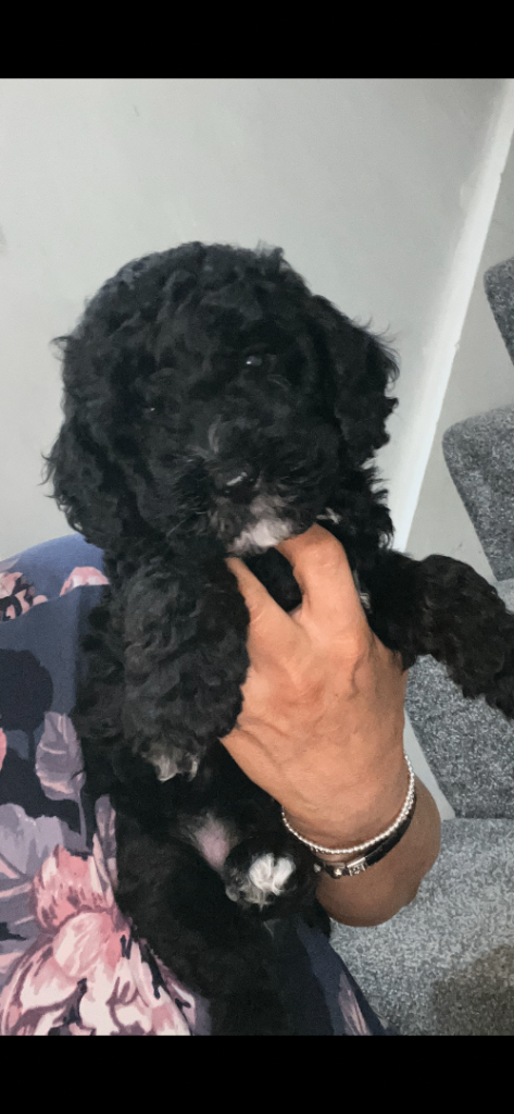 Cockapoo puppies