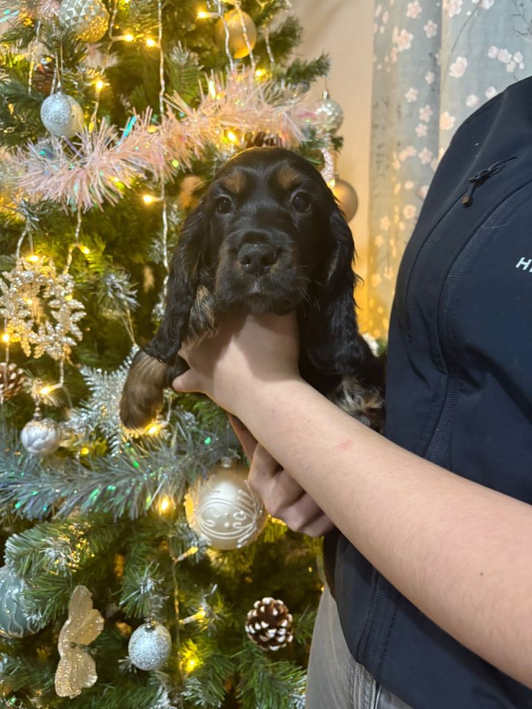 Stunning show cocker spaniels 