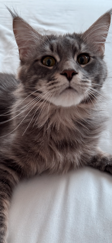 Beautiful Maine Coon Kittens Available